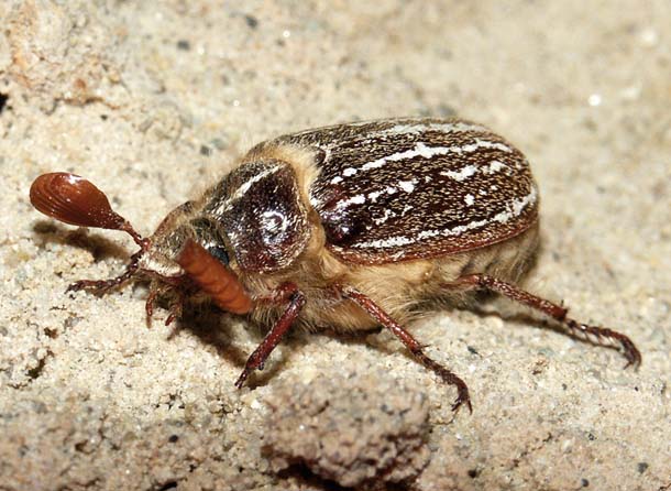 Mount Hermon June Beetle